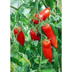 Tomat - Andine Cornue