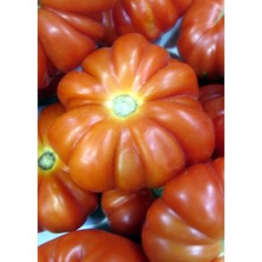 Tomat - Costoluto Genovese