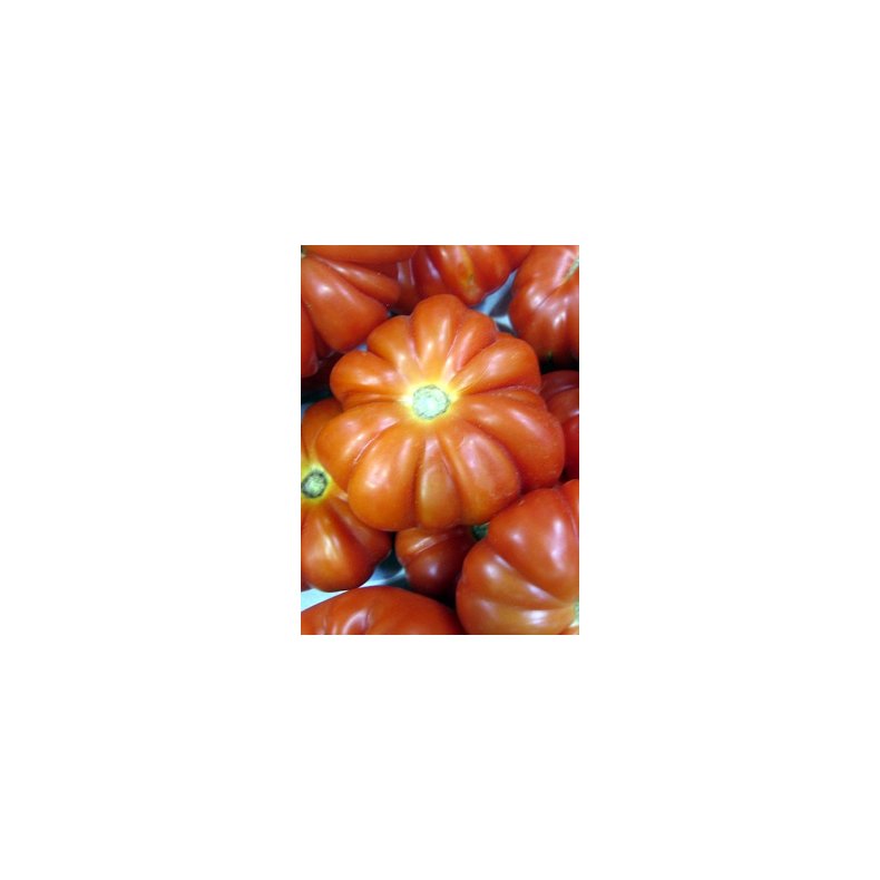 Tomat - Costoluto Genovese