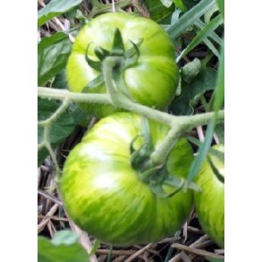Tomat - Green Zebra