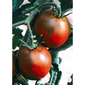 Tomat - Noire Russe