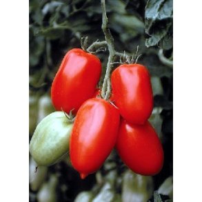 Tomat - San Marzano