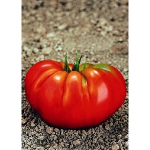 Tomat - <br/> Rouge Marmanda F1