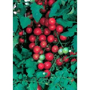 Tomat - Sweet Million F1