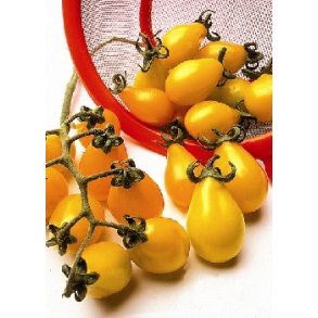 Tomat - Yellow Pearshaped