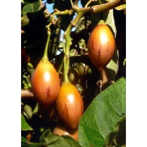 Tamarillo