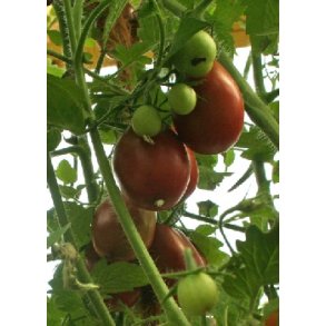 Tomat - Black Plum
