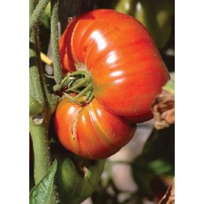 Tomat - Pink Brandywine