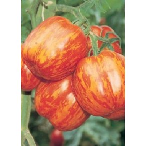 Tomat - Stripped Stuffer