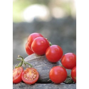 Tomat - Meksikansk Honningtomat