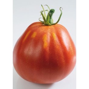 Tomat - Liguria