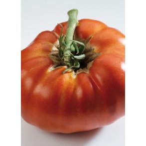 Tomat - Russe Rouge
