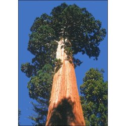 Dyrkningsst<br/>Mammuttrer<br/>Det Store St