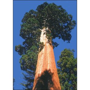 Dyrkningsst<br/>Mammuttrer<br/>Det Store St