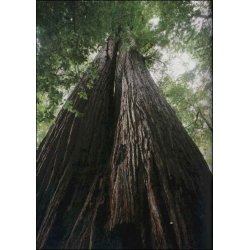 Dyrkningsst<br/>Mammuttrer<br/>Det Store St