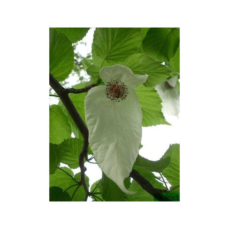 Dyrkningsst<br />Sknne Parktrer<br />Det Store St