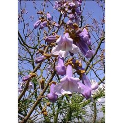 Dyrkningsst<br />Sknne Parktrer<br />Det Store St