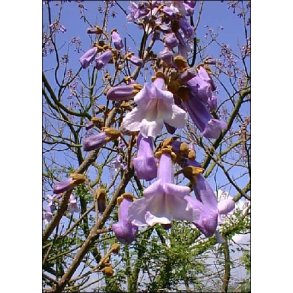 Dyrkningsst<br />Sknne Parktrer<br />Det Store St