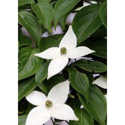 Dyrkningsst<br />Sknne Parktrer<br />Det Store St