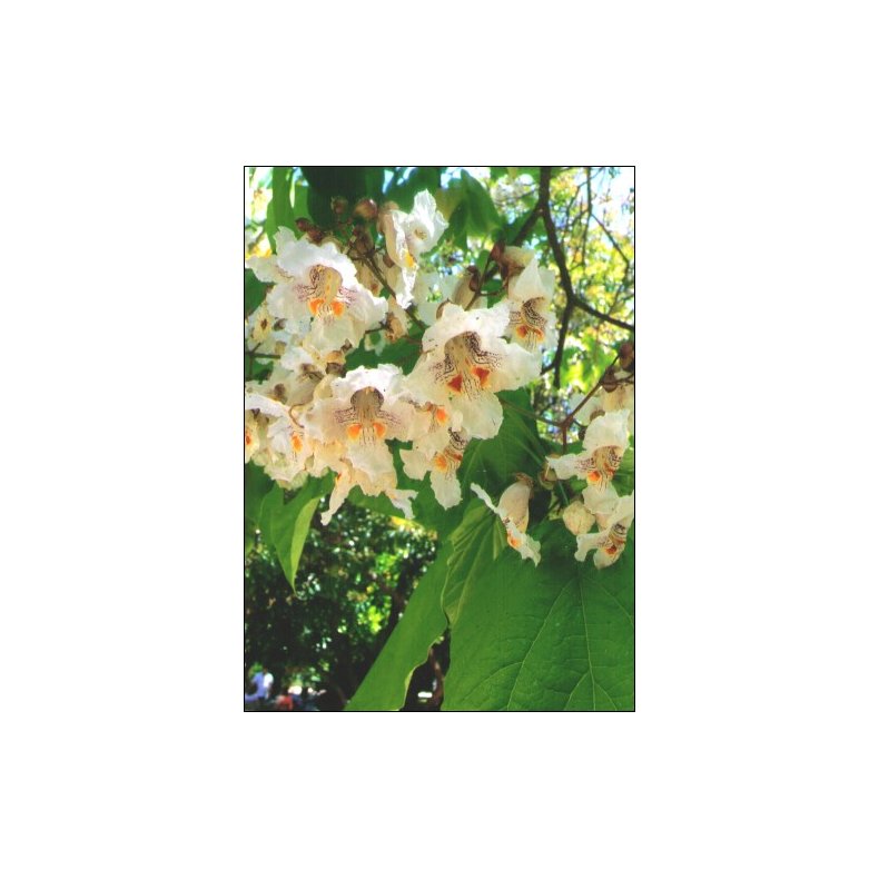 Dyrkningsst<br />Sknne Parktrer<br />Det Store St