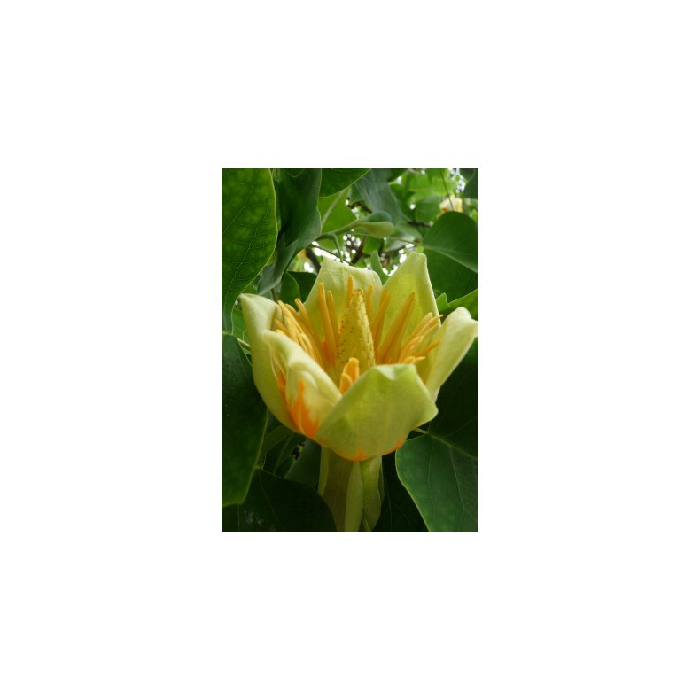 Tulipantr
