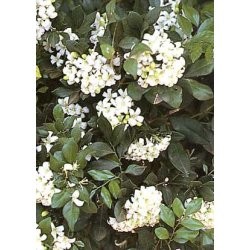 Dyrkningsst<br/>Planteparadis<br/>Det Store St