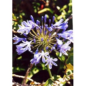 Agapanthus - bl