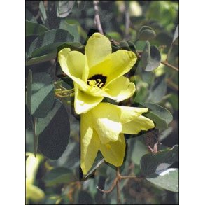 Dyrkningsst<br/>Planteparadis<br/>Det Store St