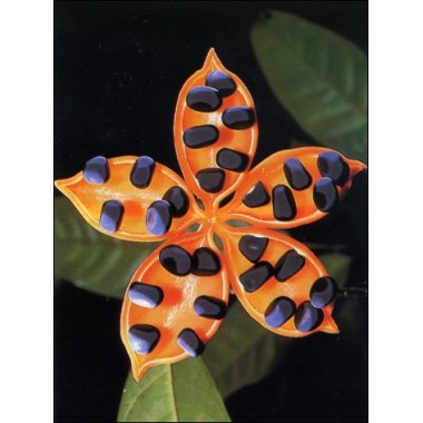 Tropiske specialiteter