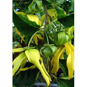 Chanel No. 5 (Ylang Ylang)