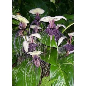 Hvid Flagermusblomst