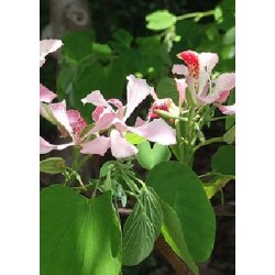 Lille orkidetr - pink/hvidt blomstrende