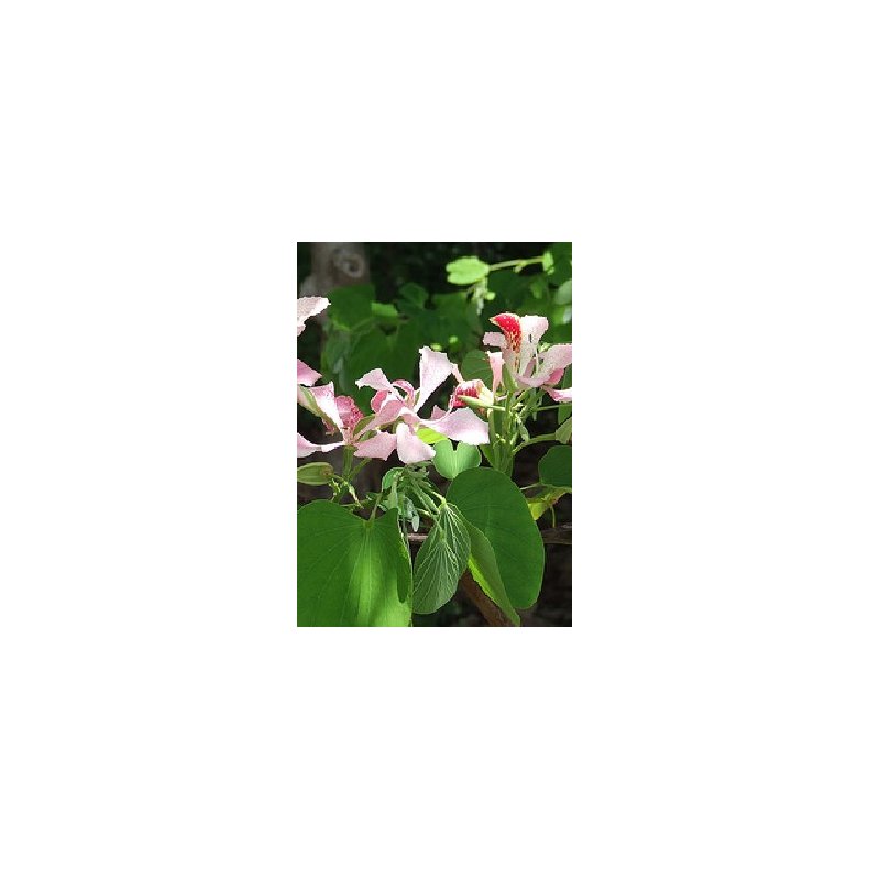 Lille orkidetr - pink/hvidt blomstrende