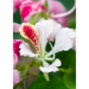 Lille orkidetr - pink/hvidt blomstrende