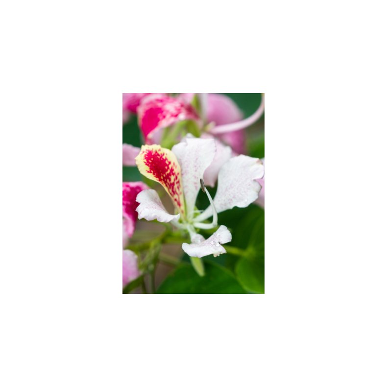Lille orkidetr - pink/hvidt blomstrende