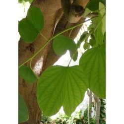 Lille orkidetr - pink/hvidt blomstrende