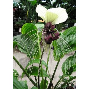 Dyrkningsst<br/>Flagermusblomst<br/>Det Store St