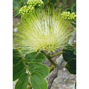 Sovetr (gultblomstrende)