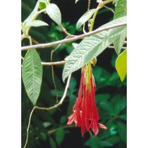 Boliviansk Fuchsia