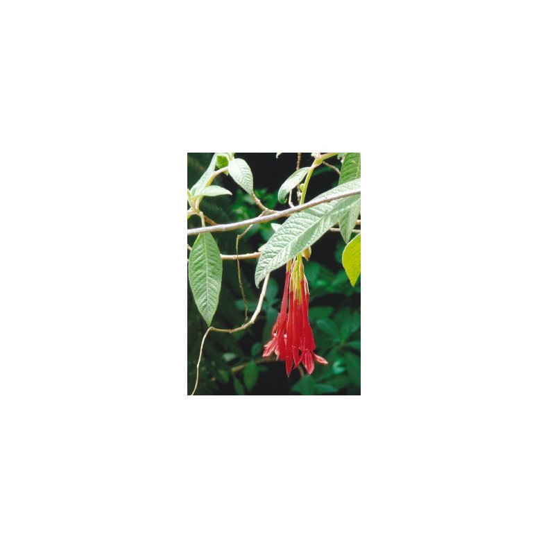Boliviansk Fuchsia