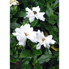 Gardenia
