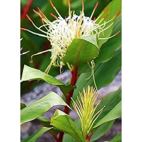 Bjerg Sommerfugleblomst