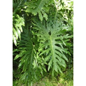 Filodendron