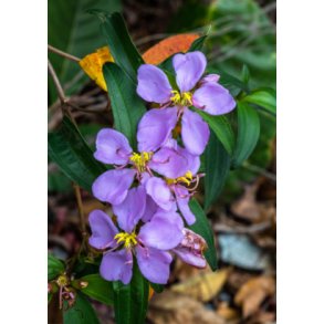 Singapore Rhododendron