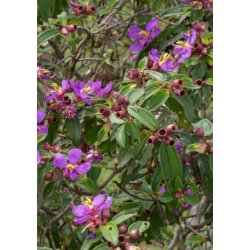 Singapore Rhododendron