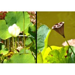 Indisk Lotusblomst (rosa)