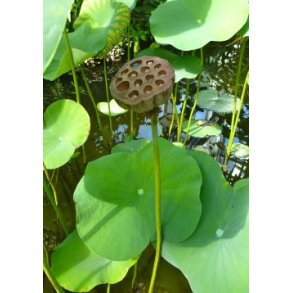 Indisk Lotusblomst (rosa)