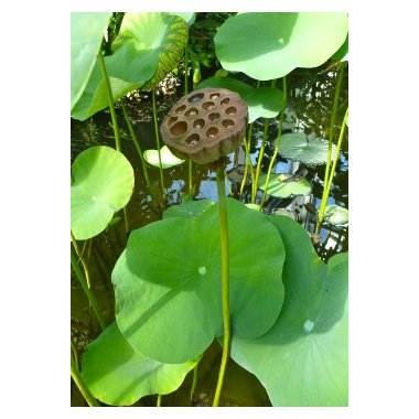 Vand- og sumpplanter