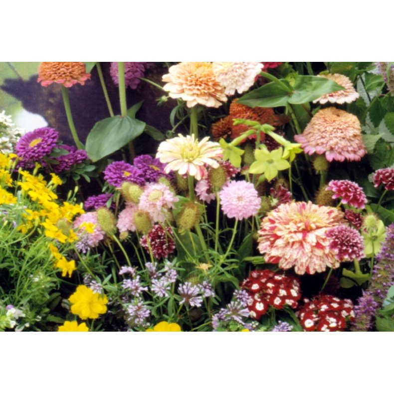 VB - Sommerfugleng Sydtyskland