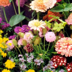 VB - Sommerfugleng Sydtyskland